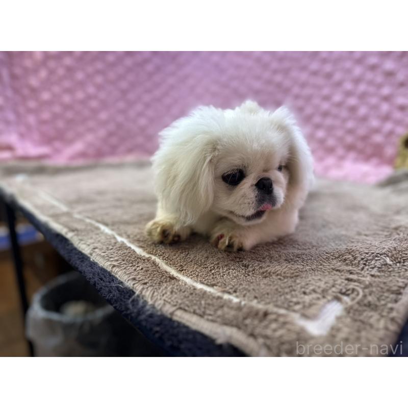 販売中の茨城県のペキニーズ-455898の4枚目