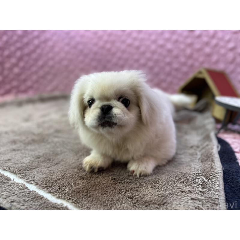 販売中の茨城県のペキニーズ-455898の3枚目