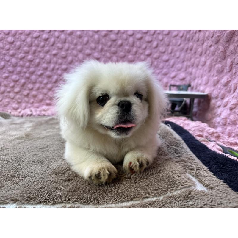 販売中の茨城県のペキニーズ-455898の2枚目