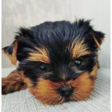 オンライン見学