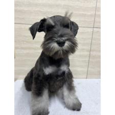 ♀︎ミニチュアシュナウザー