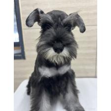 ♀︎ミニチュアシュナウザー