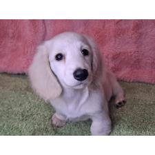 ♀︎ミニチュアダックスフンド(ロングヘアード)