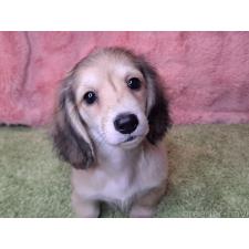 ♀︎ミニチュアダックスフンド(ロングヘアード)