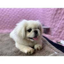 ペキニーズの子犬