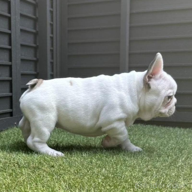 販売中の埼玉県のフレンチブルドッグ-455899の25枚目