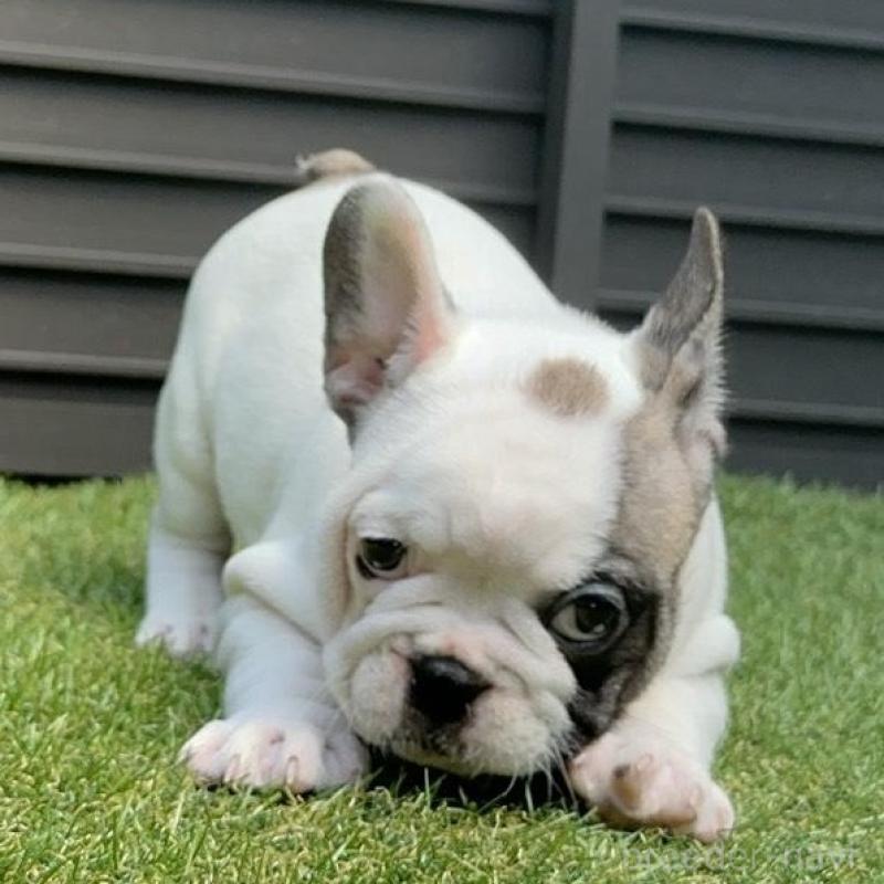 販売中の埼玉県のフレンチブルドッグ-455899の24枚目