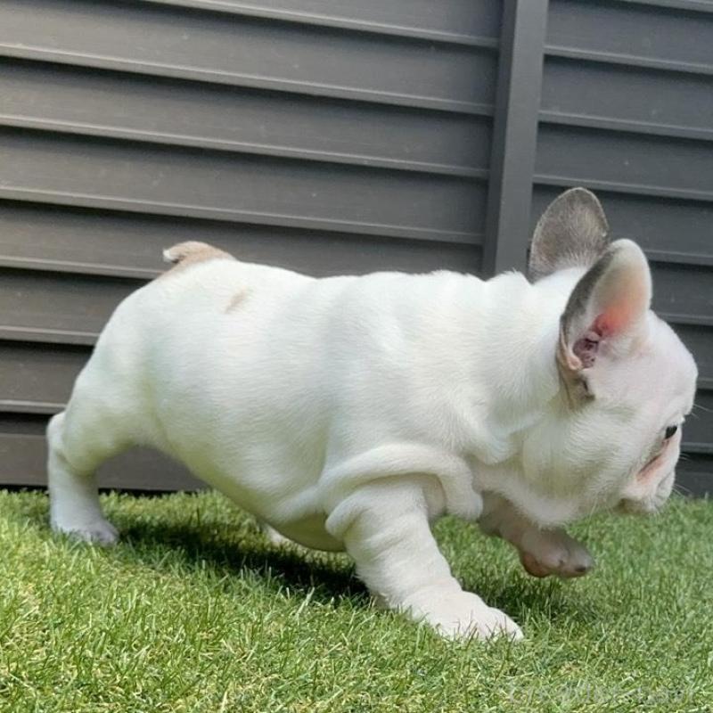 販売中の埼玉県のフレンチブルドッグ-455899の23枚目