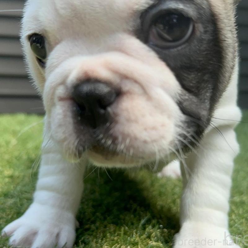 販売中の埼玉県のフレンチブルドッグ-455899の22枚目