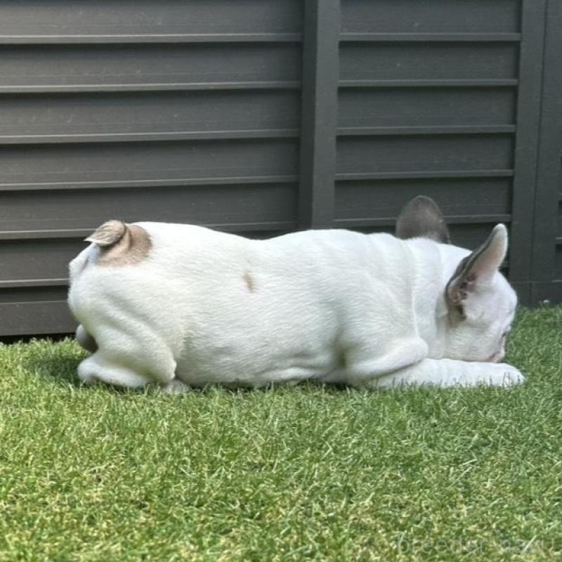 販売中の埼玉県のフレンチブルドッグ-455899の21枚目