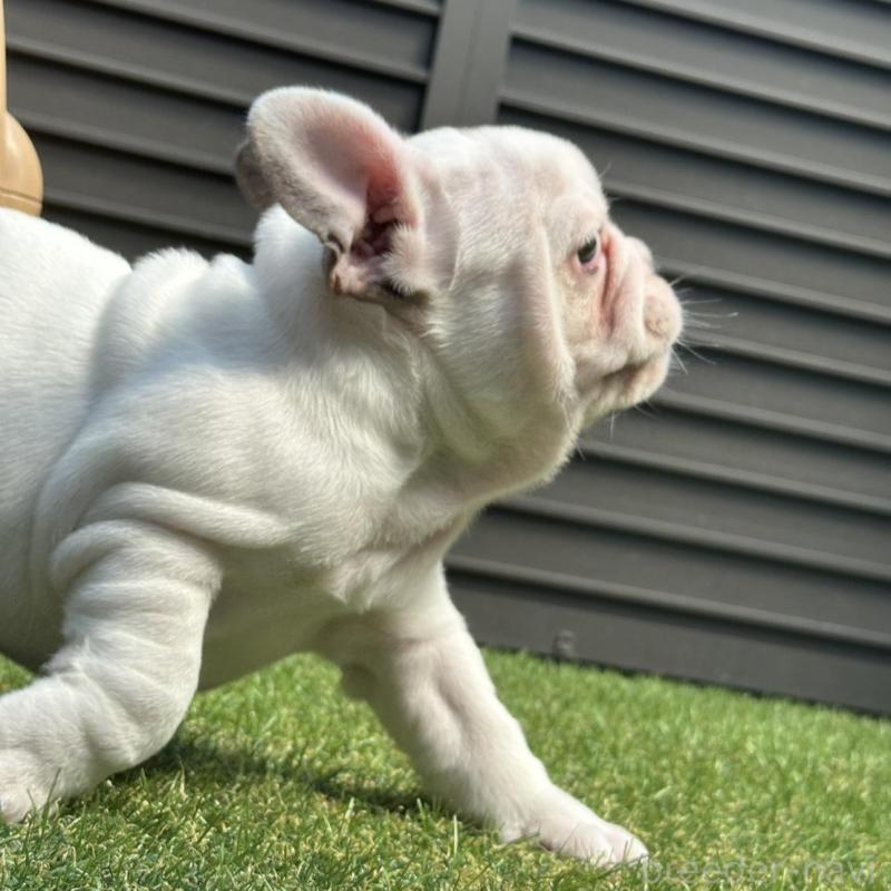 販売中の埼玉県のフレンチブルドッグ-455899の19枚目