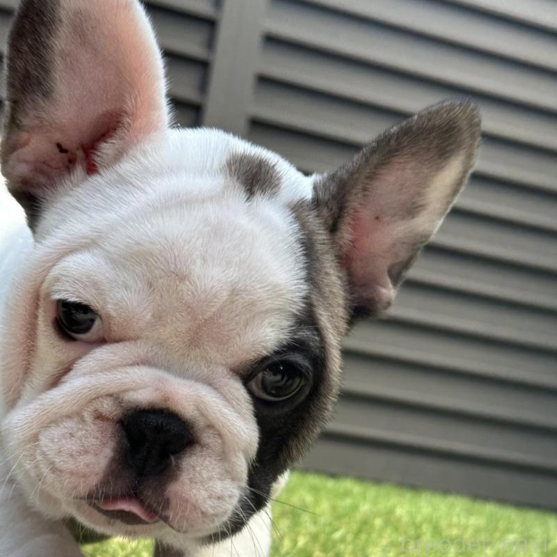 販売中の埼玉県のフレンチブルドッグ-455899の18枚目