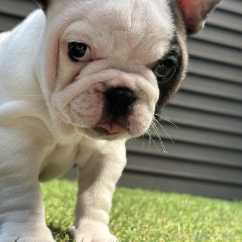 販売中の埼玉県のフレンチブルドッグ-455899の17枚目