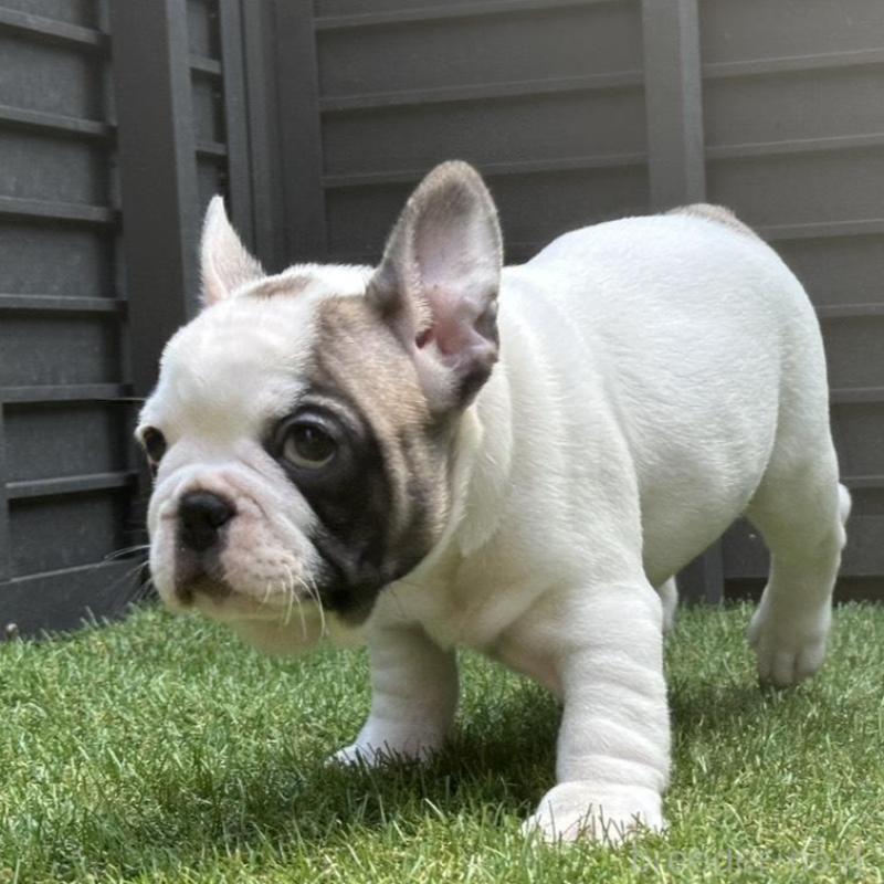 販売中の埼玉県のフレンチブルドッグ-455899の16枚目