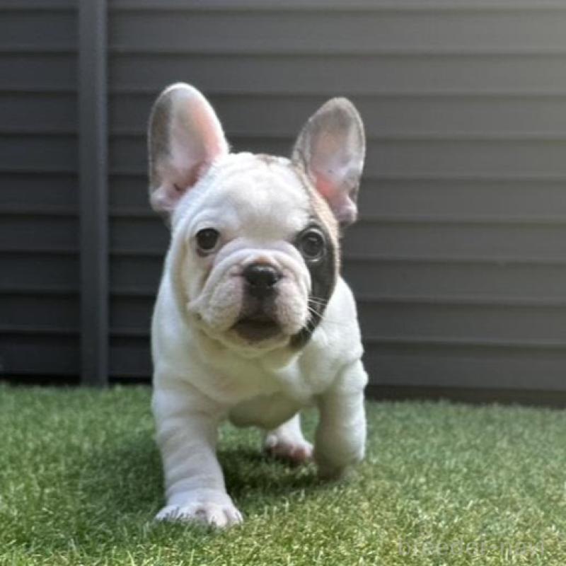 販売中の埼玉県のフレンチブルドッグ-455899の15枚目