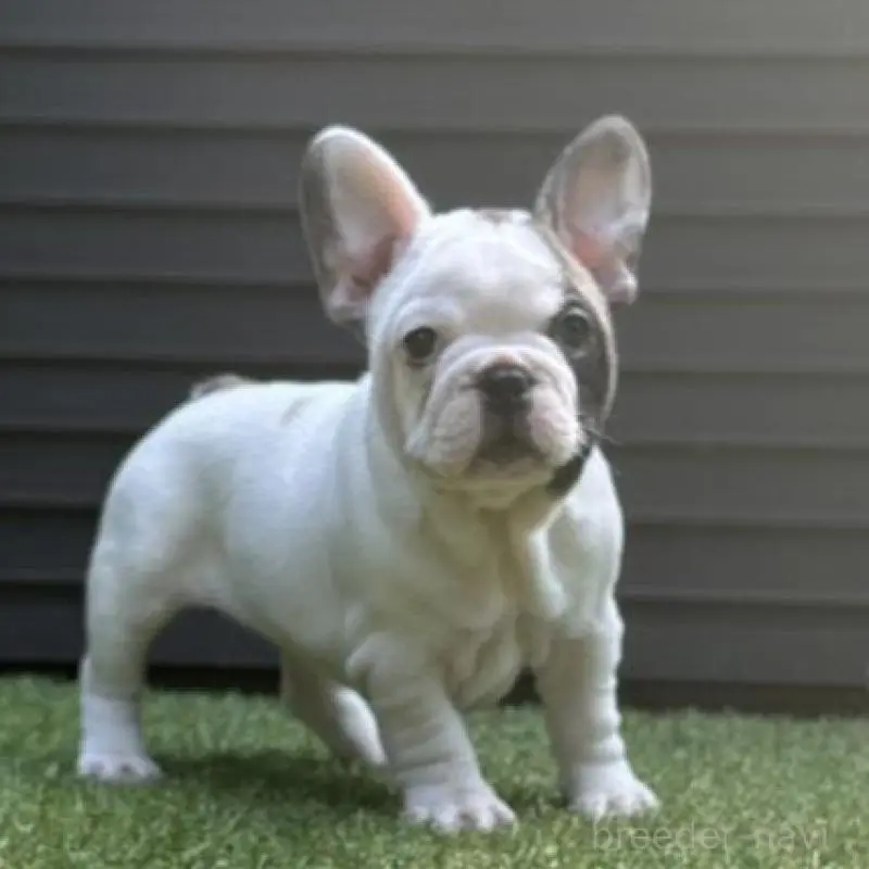販売中の埼玉県のフレンチブルドッグ-455899の14枚目