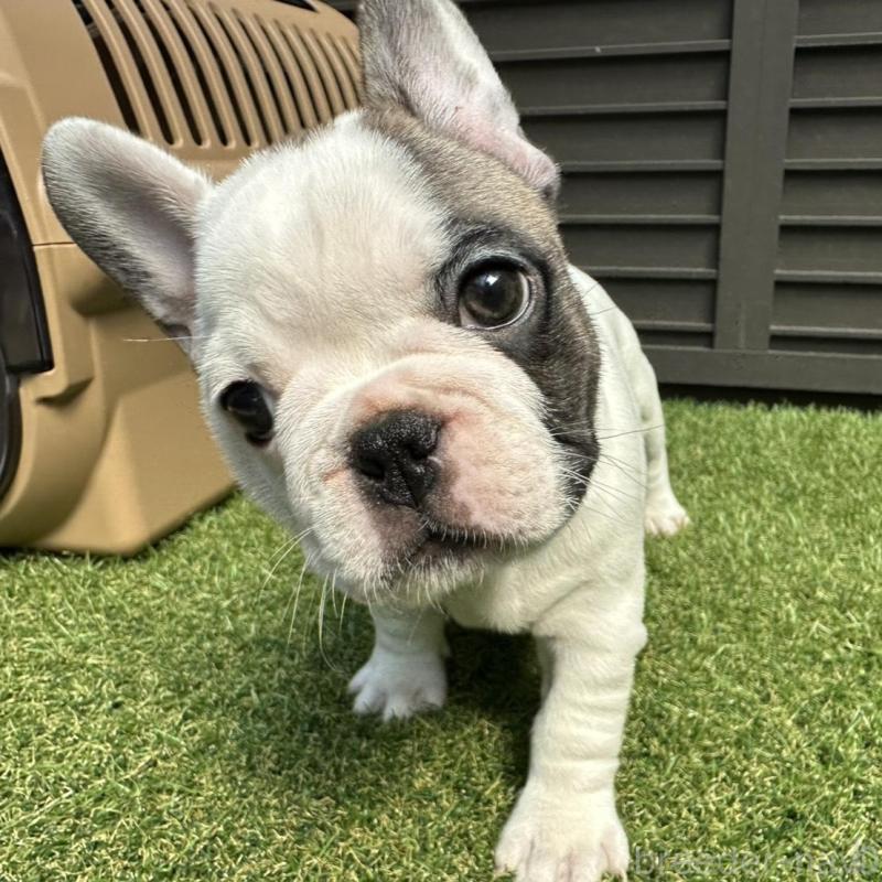 販売中の埼玉県のフレンチブルドッグ-455899の13枚目