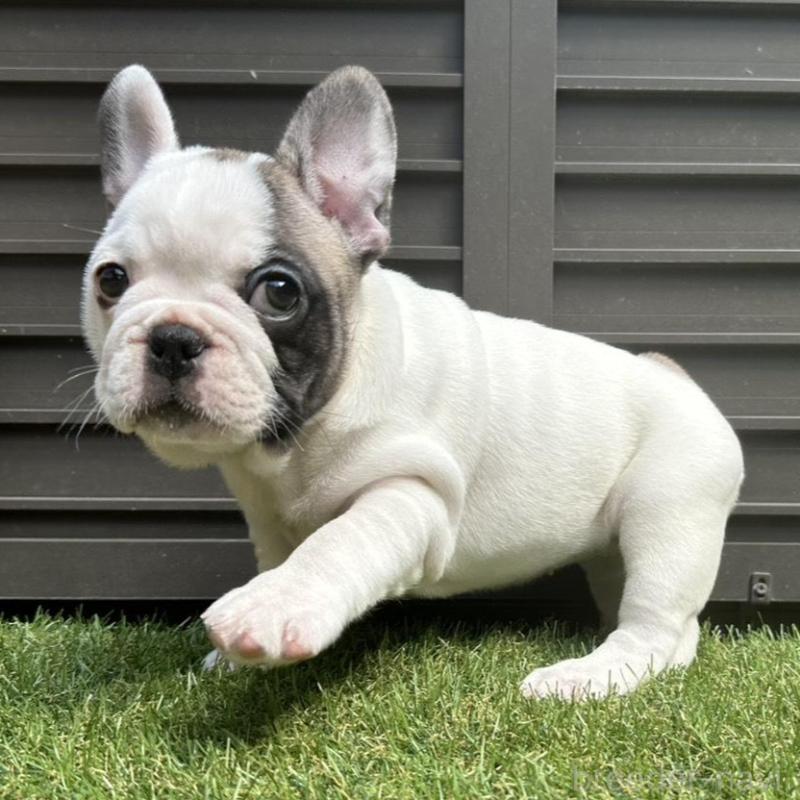 販売中の埼玉県のフレンチブルドッグ-455899の12枚目