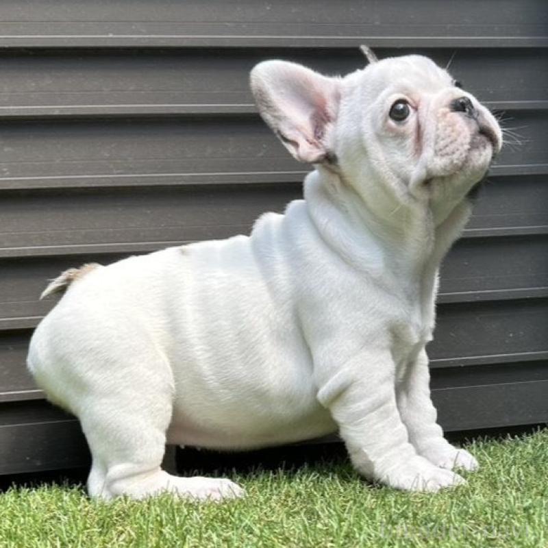 販売中の埼玉県のフレンチブルドッグ-455899の11枚目