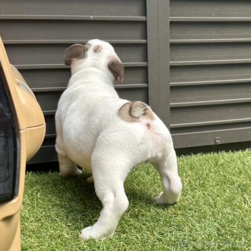 販売中の埼玉県のフレンチブルドッグ-455899の10枚目