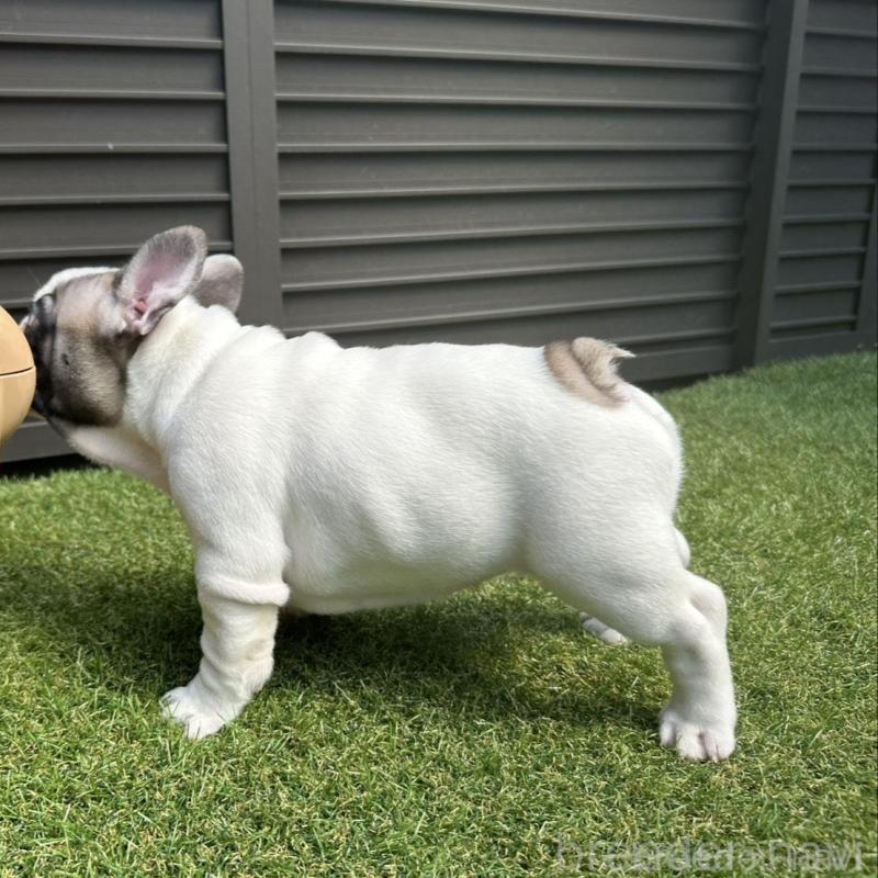 販売中の埼玉県のフレンチブルドッグ-455899の9枚目