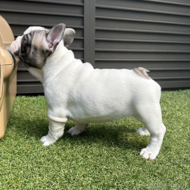 販売中の埼玉県のフレンチブルドッグ-455899の8枚目