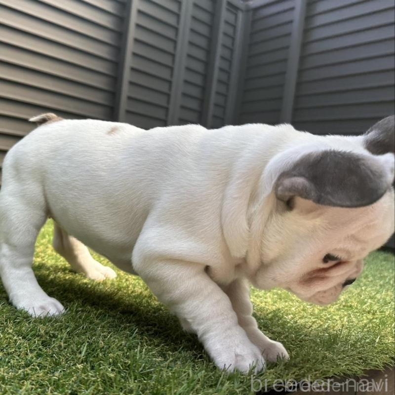 販売中の埼玉県のフレンチブルドッグ-455899の7枚目