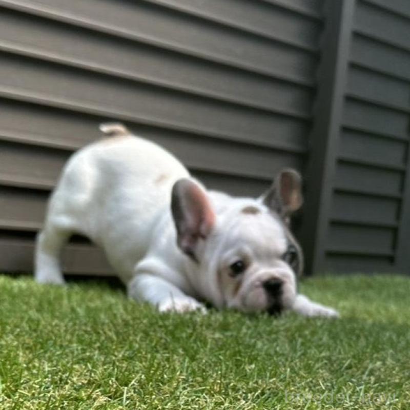 販売中の埼玉県のフレンチブルドッグ-455899の6枚目