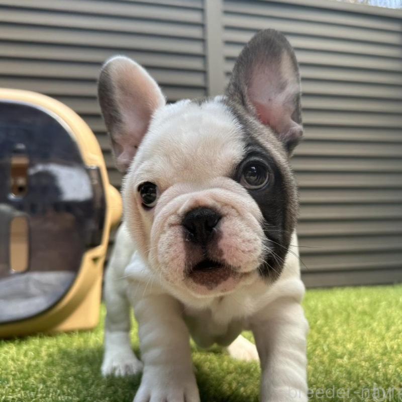 販売中の埼玉県のフレンチブルドッグ-455899の5枚目
