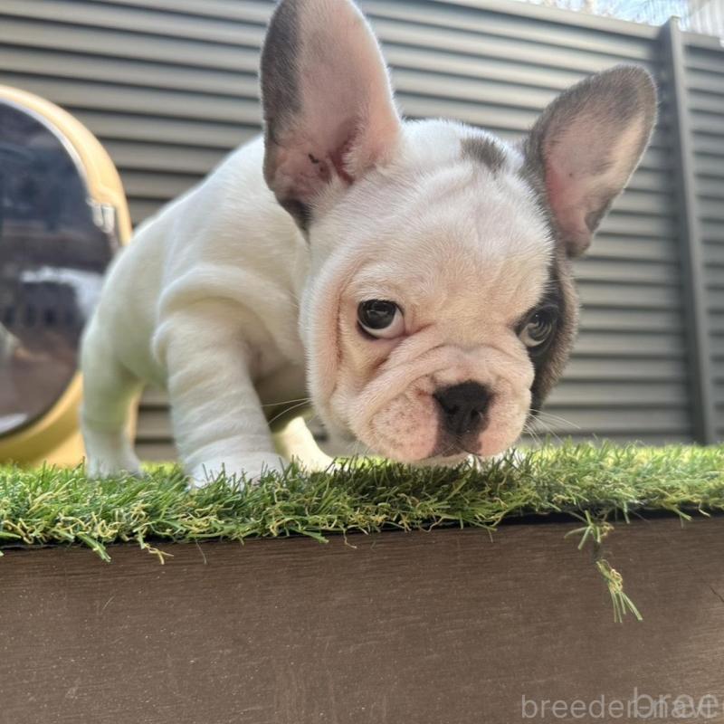 販売中の埼玉県のフレンチブルドッグ-455899の4枚目