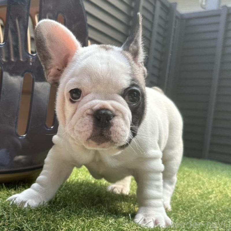 販売中の埼玉県のフレンチブルドッグ-455899の3枚目