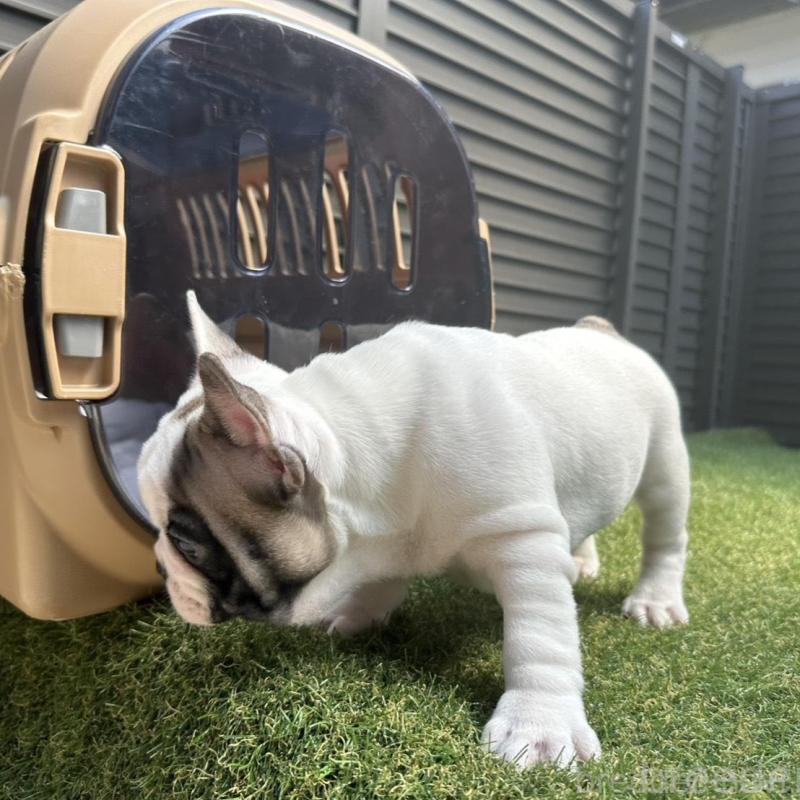 販売中の埼玉県のフレンチブルドッグ-455899の2枚目