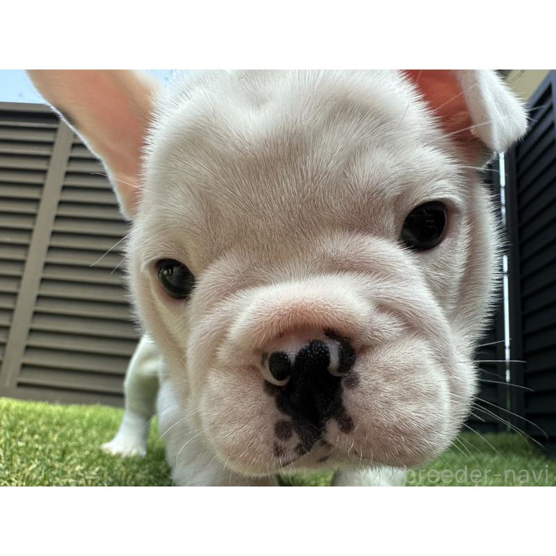 販売中の埼玉県のフレンチブルドッグ-455900の19枚目