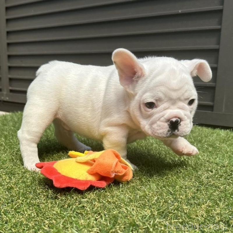 販売中の埼玉県のフレンチブルドッグ-455900の18枚目