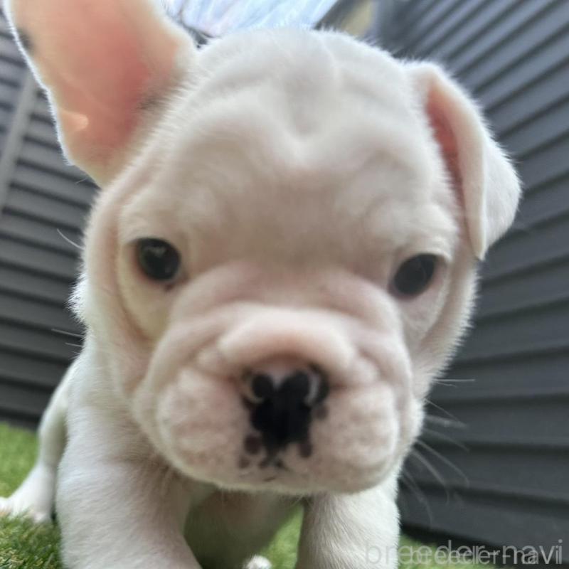 販売中の埼玉県のフレンチブルドッグ-455900の17枚目