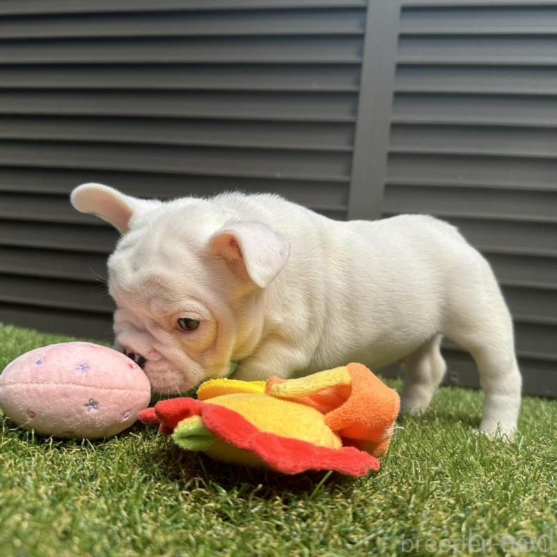 販売中の埼玉県のフレンチブルドッグ-455900の16枚目