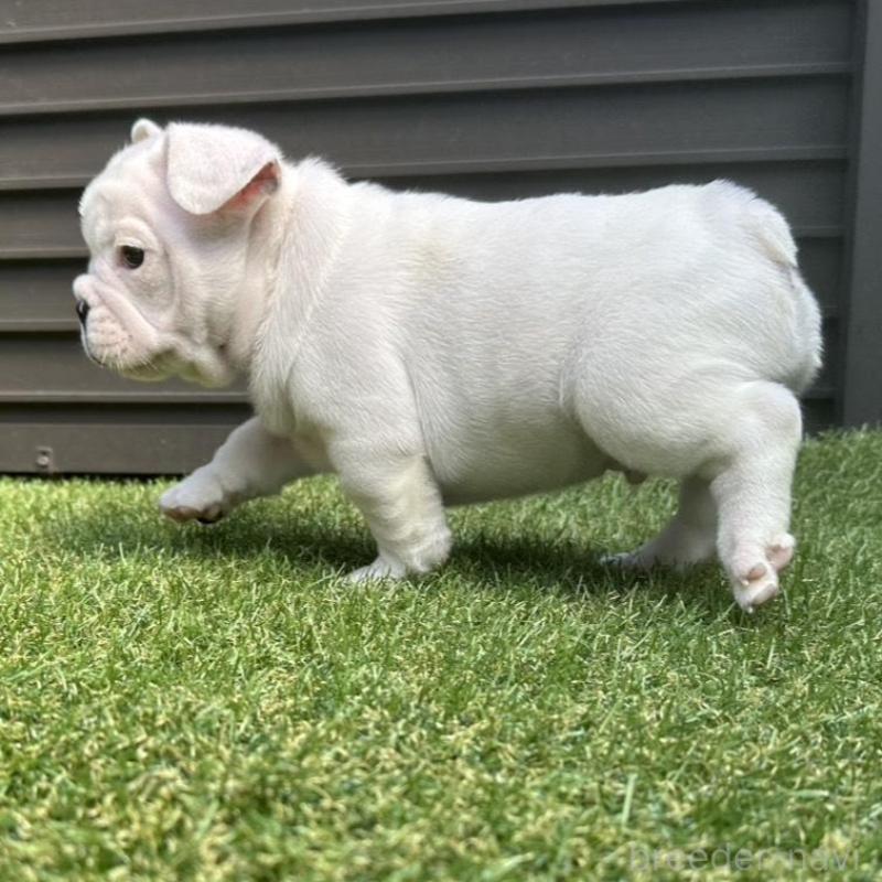 販売中の埼玉県のフレンチブルドッグ-455900の15枚目