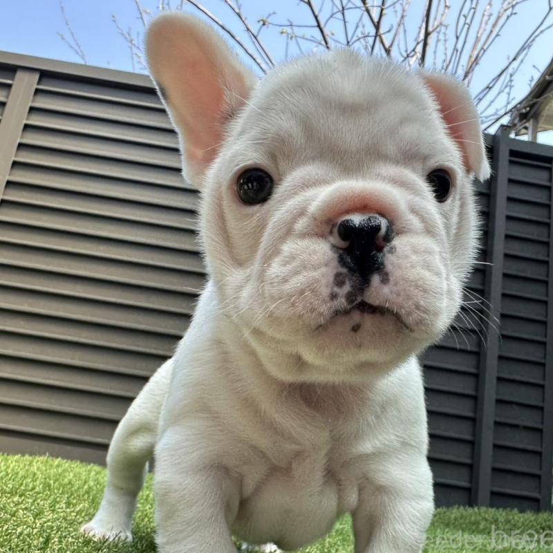 販売中の埼玉県のフレンチブルドッグ-455900の14枚目