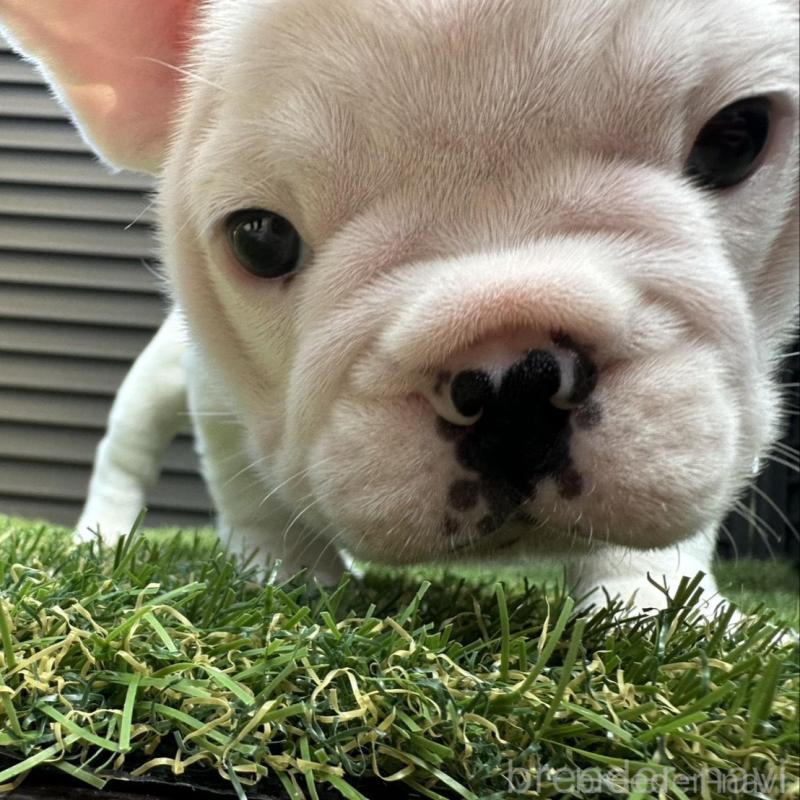 販売中の埼玉県のフレンチブルドッグ-455900の13枚目