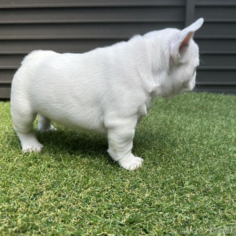 販売中の埼玉県のフレンチブルドッグ-455900の12枚目