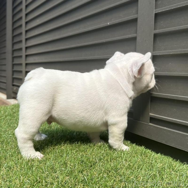 販売中の埼玉県のフレンチブルドッグ-455900の11枚目