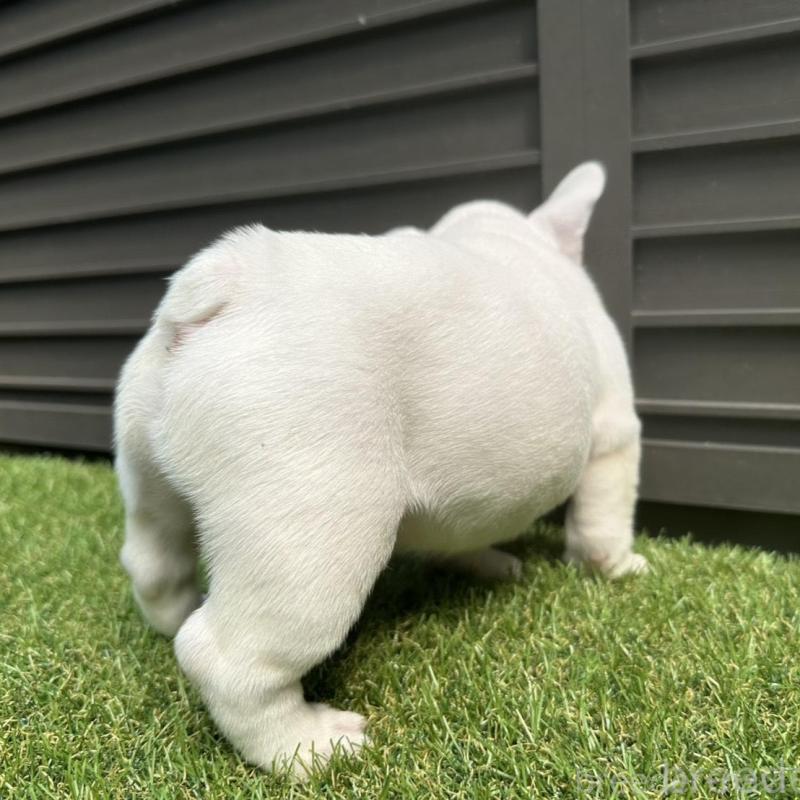 販売中の埼玉県のフレンチブルドッグ-455900の10枚目