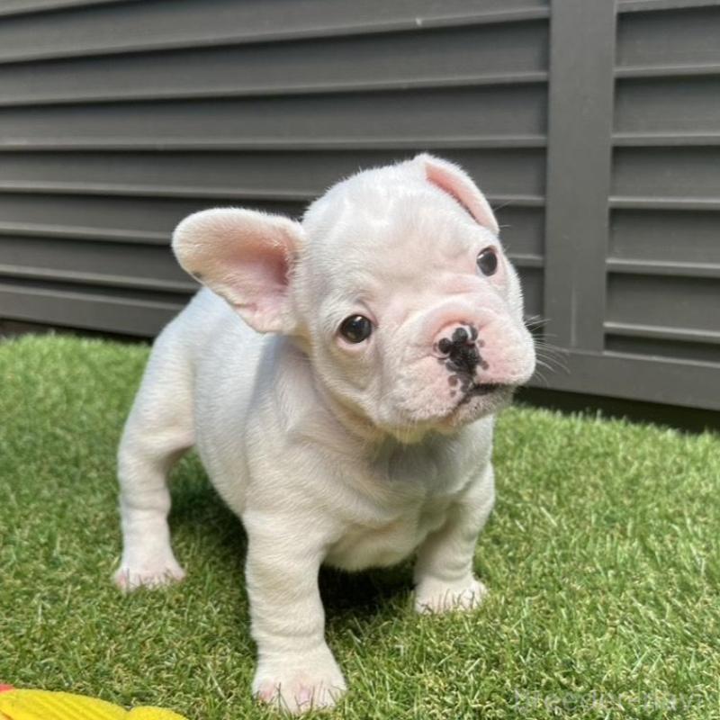 販売中の埼玉県のフレンチブルドッグ-455900の9枚目