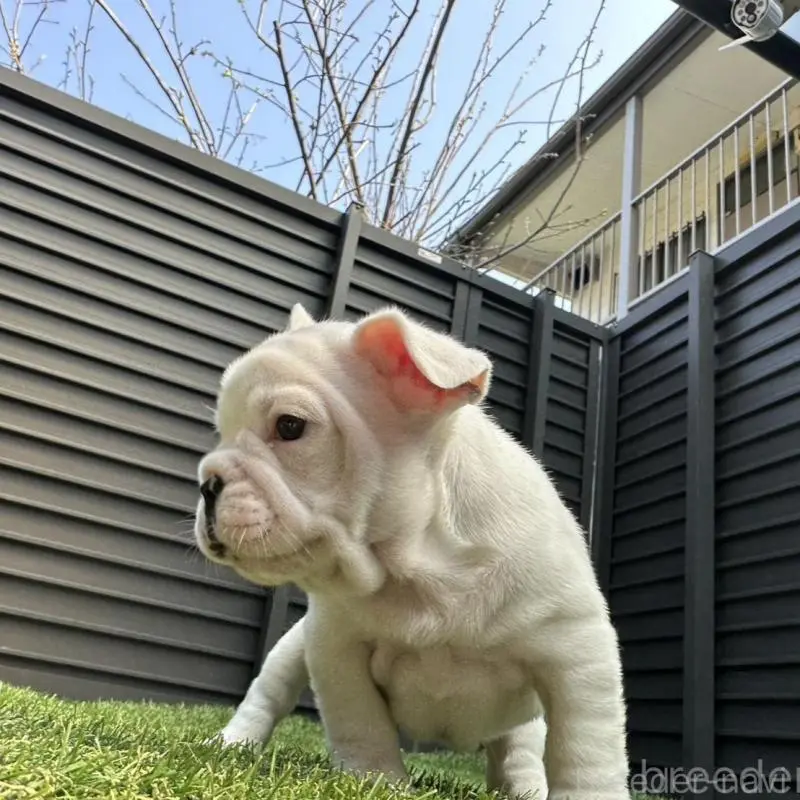 販売中の埼玉県のフレンチブルドッグ-455900の8枚目