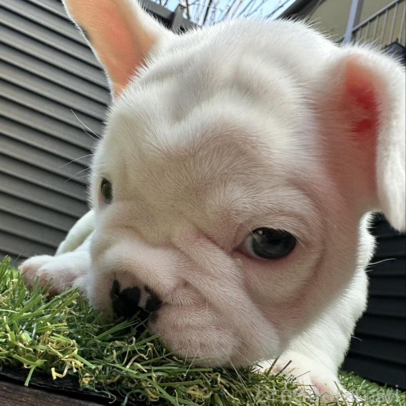 販売中の埼玉県のフレンチブルドッグ-455900の7枚目