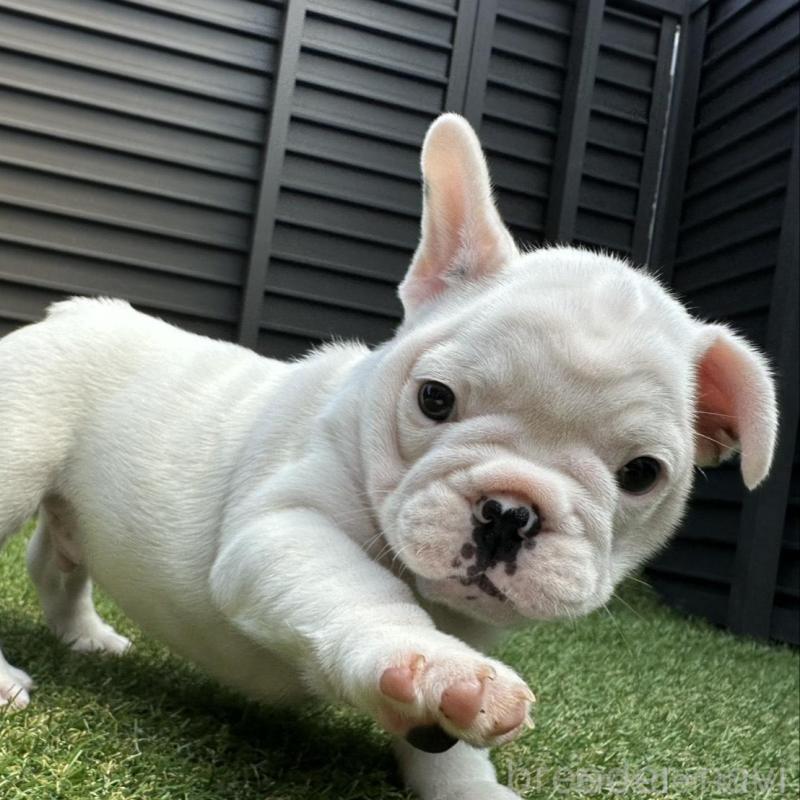 販売中の埼玉県のフレンチブルドッグ-455900の6枚目