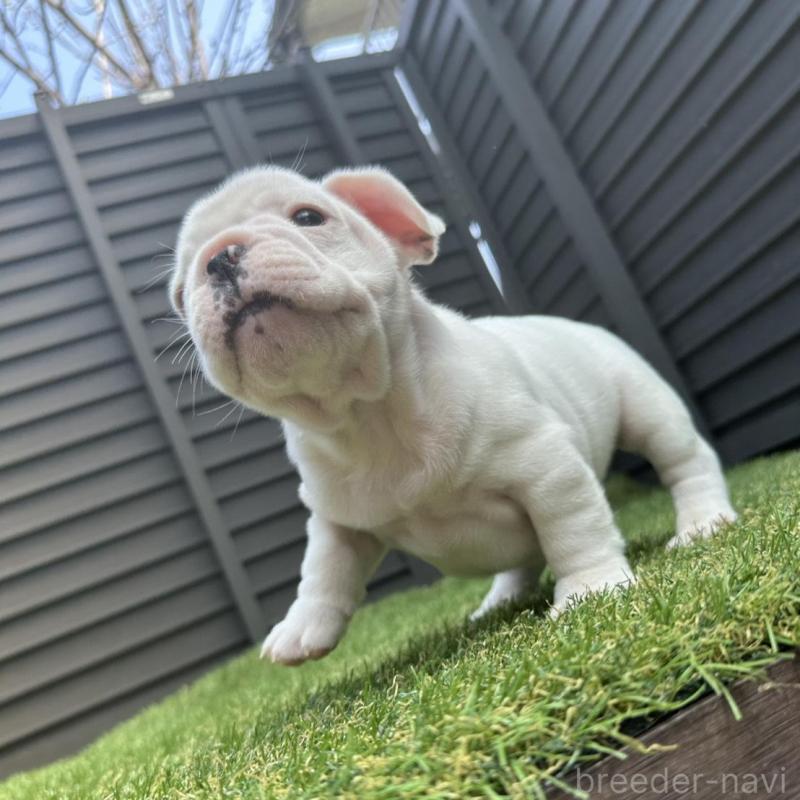 販売中の埼玉県のフレンチブルドッグ-455900の5枚目