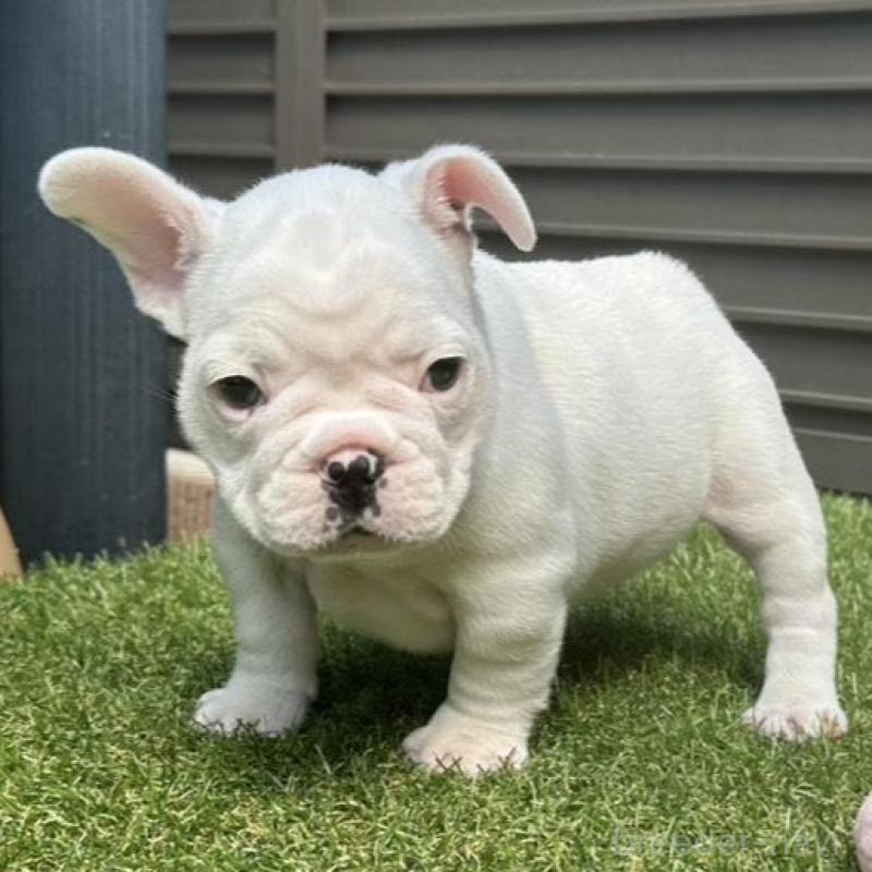 販売中の埼玉県のフレンチブルドッグ-455900の4枚目