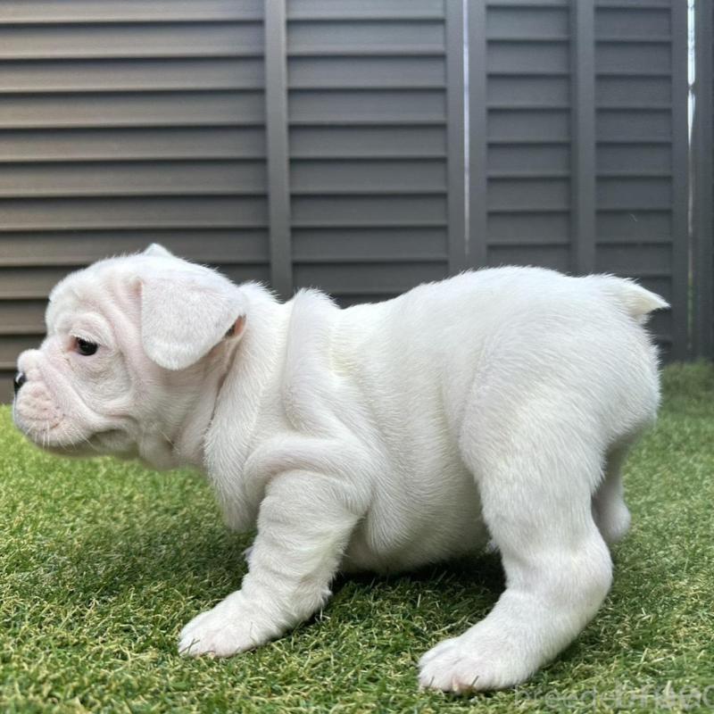 販売中の埼玉県のフレンチブルドッグ-455900の3枚目