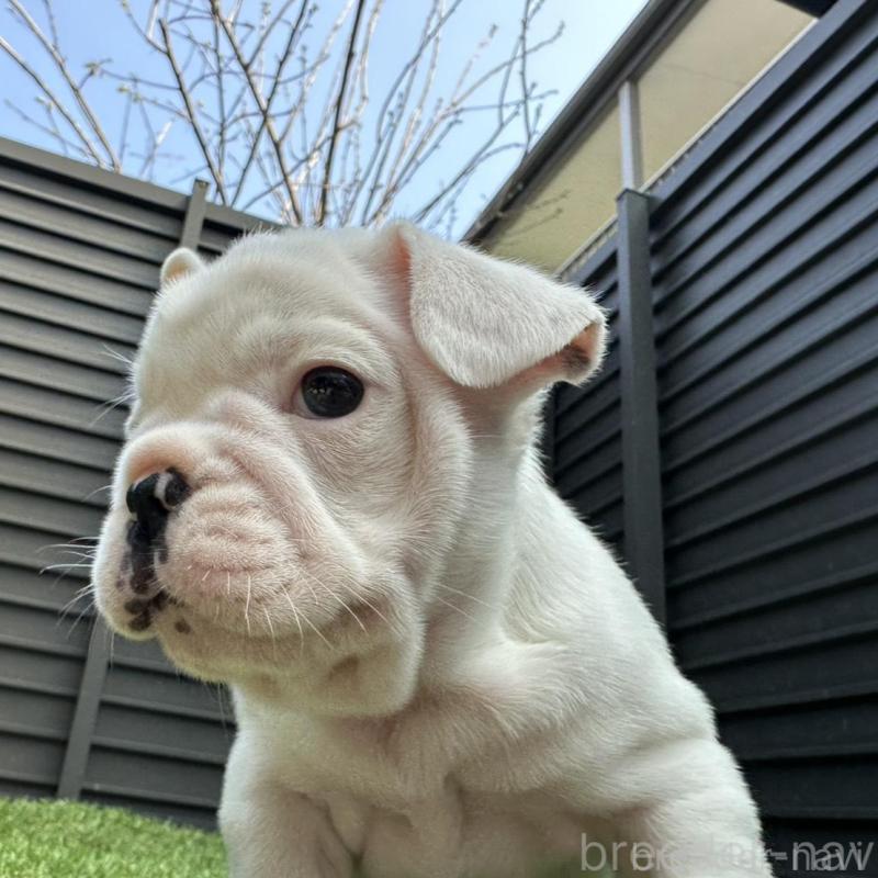 販売中の埼玉県のフレンチブルドッグ-455900の2枚目